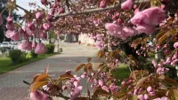 Новости » Общество: Первые дни мая будут прохладными и дождливыми