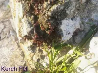 Новости » Общество: В Крыму выявили 7 случаев заболевания клещевым боррелиозом с начала года