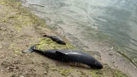 На пляж в Керчи выбросило трех мертвых дельфинов