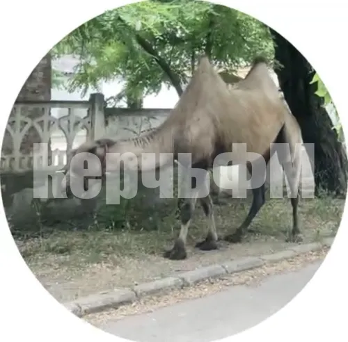 По Керчи гуляет верблюд