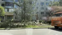 Новости » Общество: На Свердлова пилят тополя