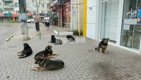 Администрация Керчи не может найти подрядчика для отлова бродячих собак