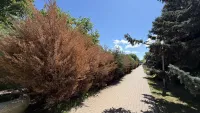 Более 10 туй в Комсомольском парке Керчи засохли