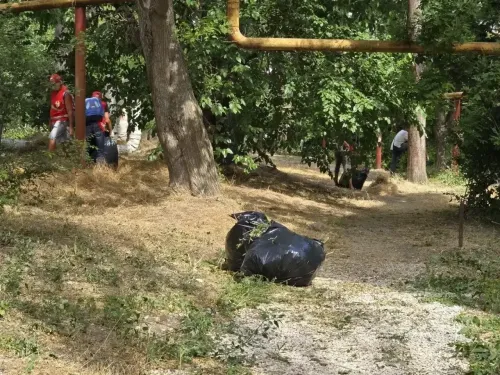 Несмотря ни на какие обстоятельства УК Керчи должны косить траву - Кошель