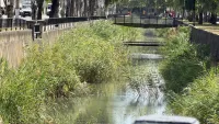 Новости » Экология: Речка Мелек-Чесме в Керчи активно зарастает камышом