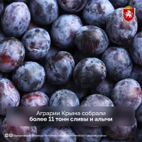 Крымские аграрии собрали первые 11 тонн сливы и алычи
