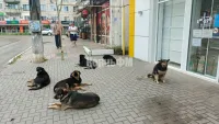 В Крыму прививают от бешенства после укусов животных ежегодно более тысячи человек