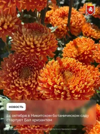Новости » Общество: В Никитском ботаническом саду стартует Бал хризантем