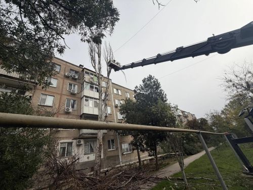 В Керчи решили проблему аварийного тополя на улице Марата