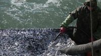 Промысел в Азовском и Черном морях опережает прошлогодние показатели – Росрыболовство