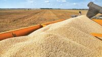 В Крыму средняя урожайность зерновых и зернобобовых достигла 21,4 центнера с гектара