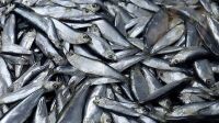 Сколько хамсы выловили в Азовском и Черном морях за год