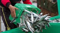 Крым и Севастополь получат субсидии для поддержки рыбопромышленных компаний