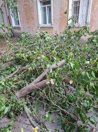 Обрезали — и забыли: что оставили коммунальщики на улицах Керчи