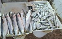 Овощи, фрукты и рыба: обзор цен на керченском рынке