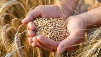 Новости » Экономика: Крым обеспечен продовольственным зерном в достаточной мере – итоги инспектирования