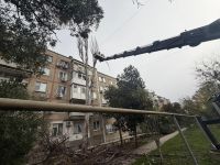 Новости » Общество: В Керчи решили проблему аварийного тополя на улице Марата